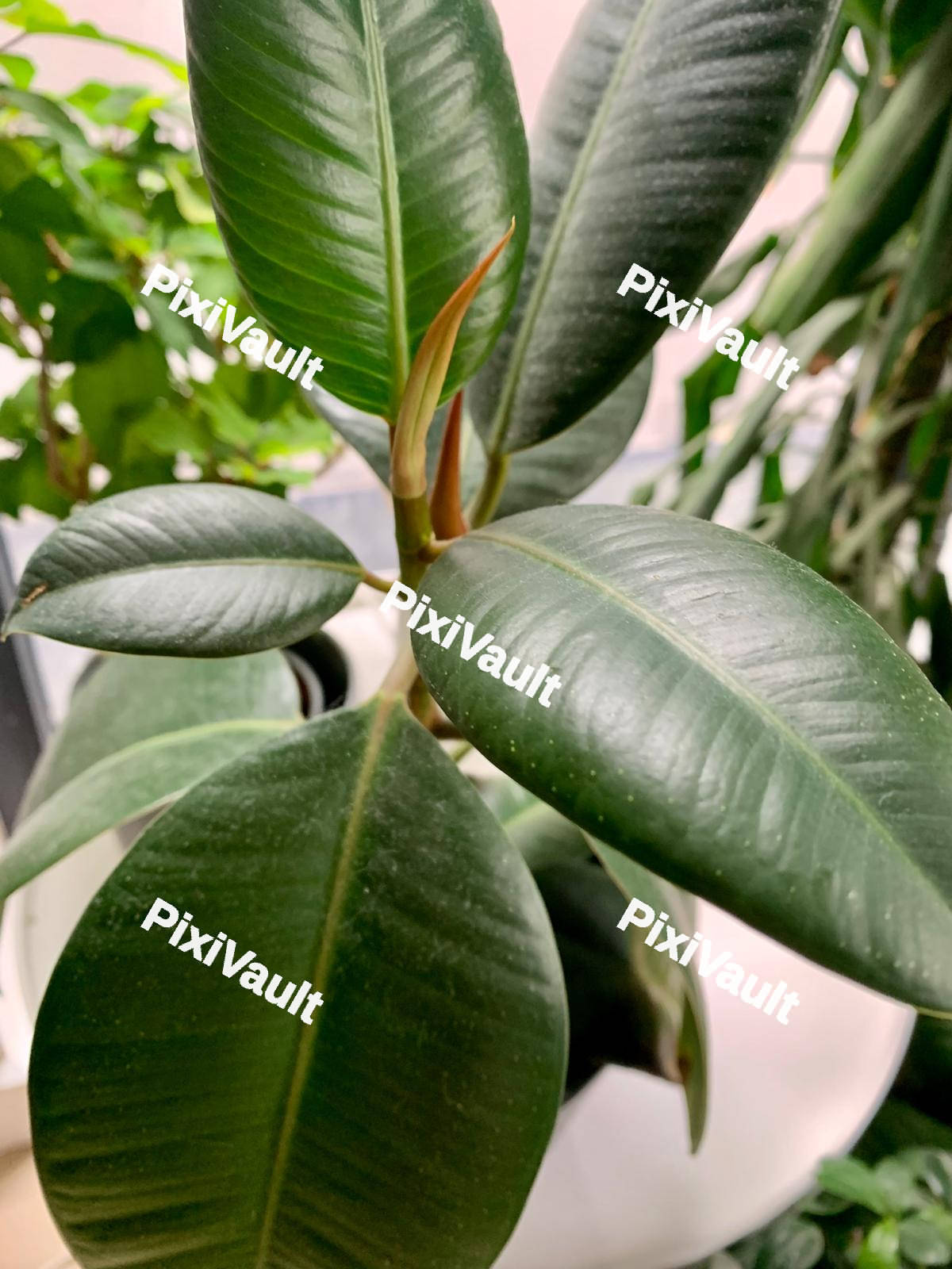 Green Plant